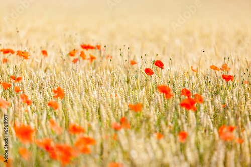 Obraz na płótnie roślina lato pąk wiejski pszenica