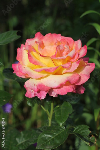 Plakat rosa roślina kwiat miłość