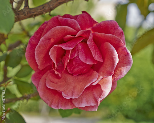 Naklejka roślina natura rosa