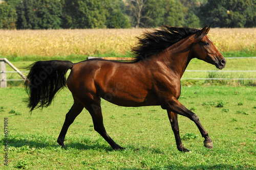 Fotoroleta klacz arabski koń