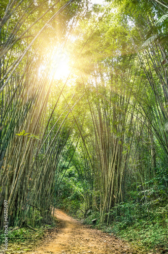 Fotoroleta bambus las roślina tropikalny