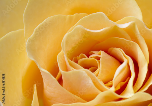 Fotoroleta rosa świeży piękny