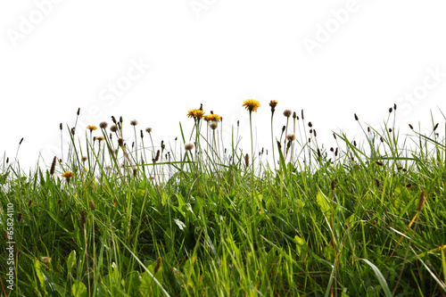 Obraz na płótnie trawa natura wieś lato ogród