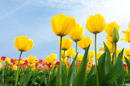 Fotoroleta tulipan niebo natura dolina roślina