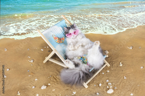 Fototapeta Rasowy kot odpoczywa na plaży