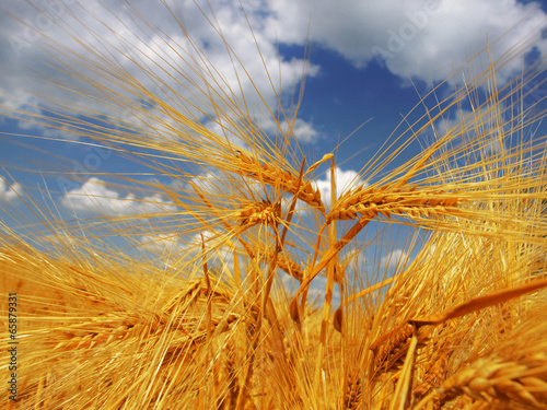 Obraz na płótnie żyto niebo pszenica rolnictwo