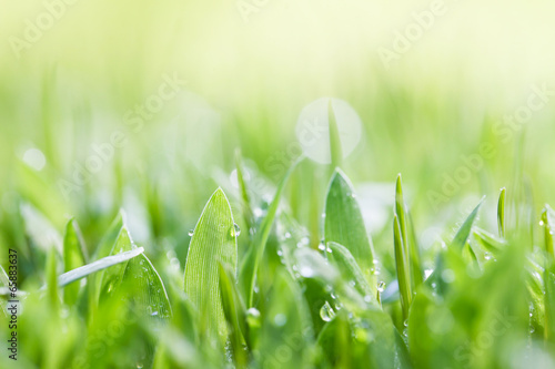 Fototapeta pąk park roślina świeży trawa