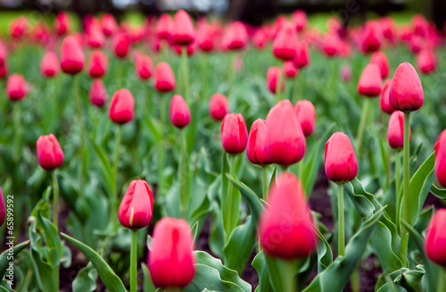 Fotoroleta natura roślina tulipan pole