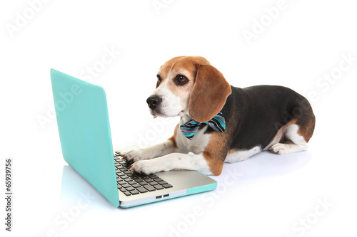 Plakat zwierzę pies rasowy zabawa komputer