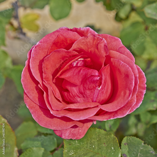 Obraz na płótnie miłość kwiat piękny rosa