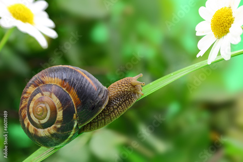 Fotoroleta lato mięczak spirala kwiat zwierzę