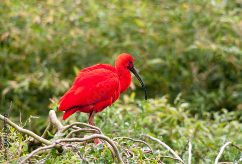 Fototapeta ptak natura tropikalny zwierzę