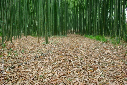 Fotoroleta krajobraz roślina bambus zielony