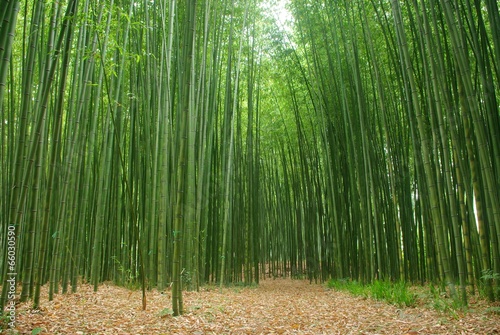 Fotoroleta krajobraz roślina bambus liść plener