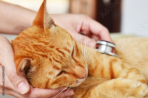 Fototapeta medycyna kot zwierzę zdrowie kociak