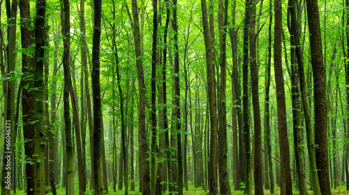 Naklejka polana natura bezdroża las drzewa