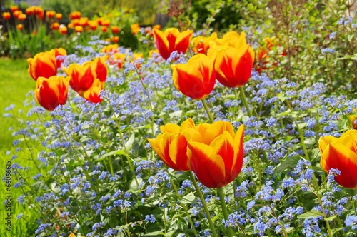 Plakat tulipan kwiat trawa ogród roślina