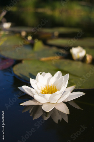 Fotoroleta kwiat natura woda mazury