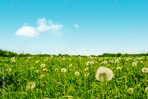 Fototapeta kwiat rolnictwo piękny krajobraz lato