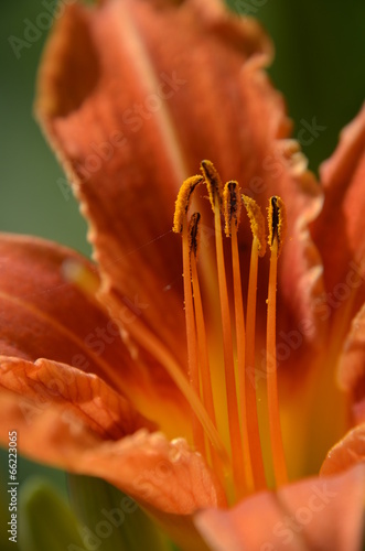Fotoroleta kwiat natura roślina