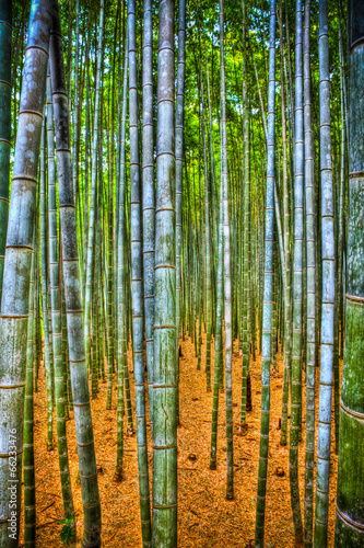 Naklejka las natura bambus japonia