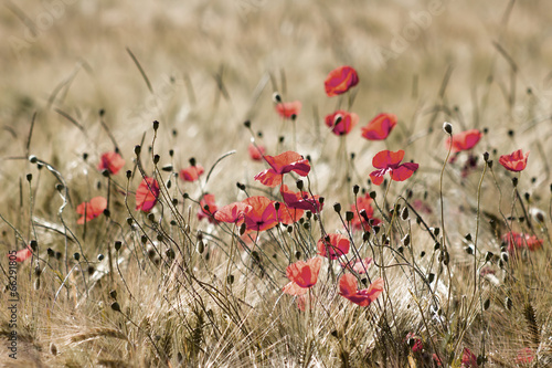 Fototapeta Dzikie kwiaty maku na polu