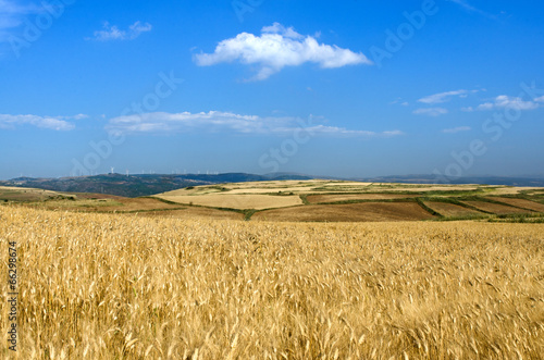 Naklejka rolnictwo zboże pole wiejski