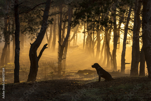 Obraz na płótnie Pies w lesie o zmroku