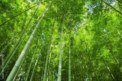 Fotoroleta sztuka droga dżungla bambus słońce