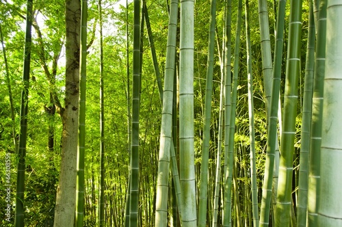 Fototapeta tropikalny bambus japonia droga