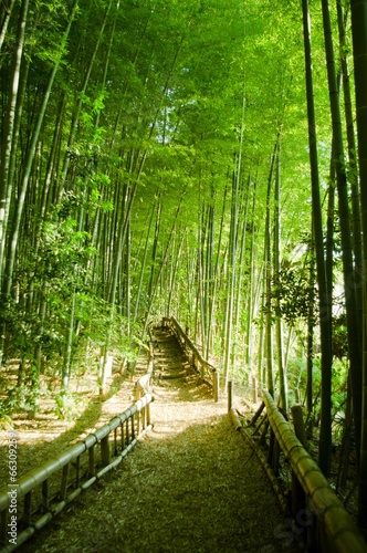 Obraz na płótnie krajobraz dżungla japonia