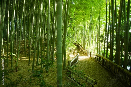 Naklejka sztuka bambus roślina słońce zen