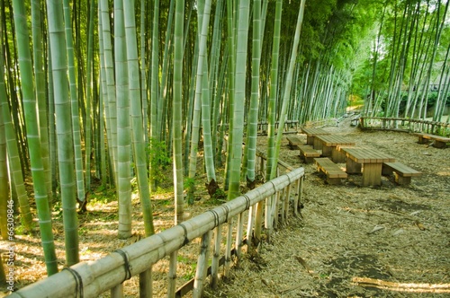 Obraz na płótnie Ławeczki w bambusowym parku