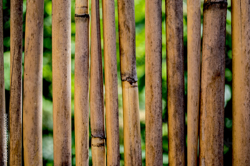 Naklejka natura bambus przepiękny ogród piękny