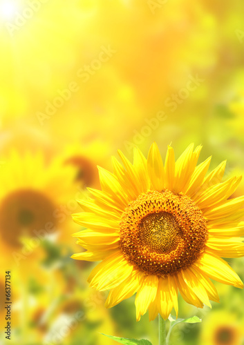 Plakat słońce stokrotka roślina natura świeży