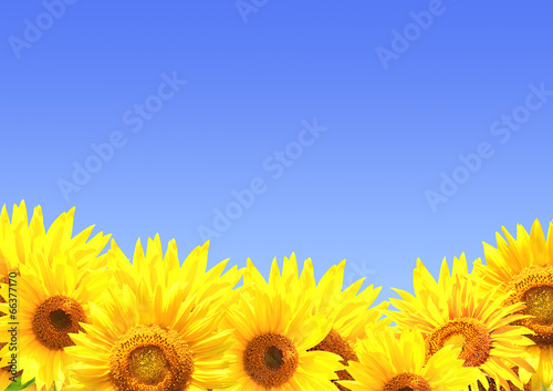 Plakat roślina piękny słonecznik kwiat