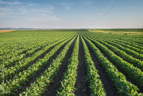 Fototapeta rolnictwo niebo pole jedzenie warzywo