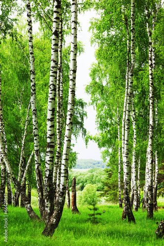 Fotoroleta witalność drzewa roślina pejzaż las