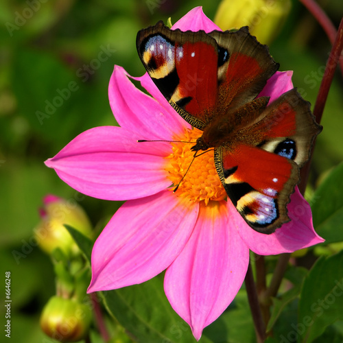 Fotoroleta kwiat lato motyl magenta różowy