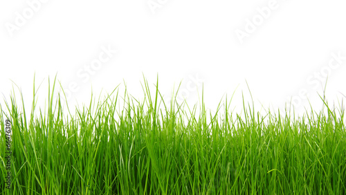 Fotoroleta zdrowy łąka świeży pole