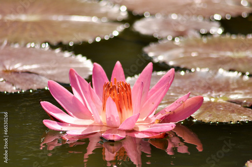 Obraz na płótnie chiny ogród kwiat woda kosmetyk