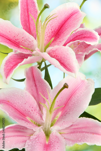 Plakat roślina kwiat rosa
