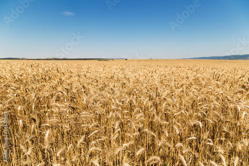 Plakat wiejski jedzenie natura pszenica żniwa