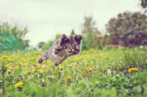 Obraz na płótnie Kociak skacze