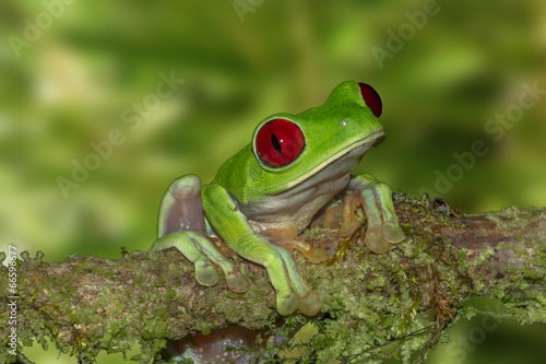 Naklejka żaba ładny kostaryka natura