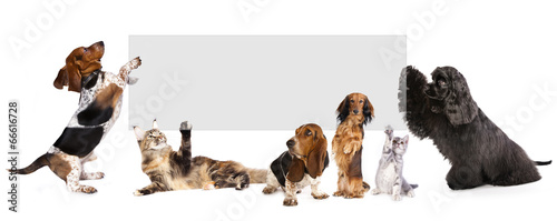 Plakat zwierzę kot pies szczenię