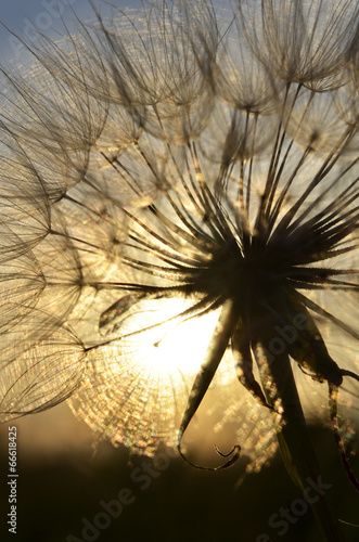 Fotoroleta kwiat pole trawa słońce