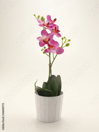 Obraz na płótnie roślina kwiat ornament