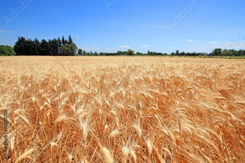 Fototapeta mąka prowansja zboże francja pole
