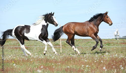 Fotoroleta pastwisko ogier ssak koń zwierzę